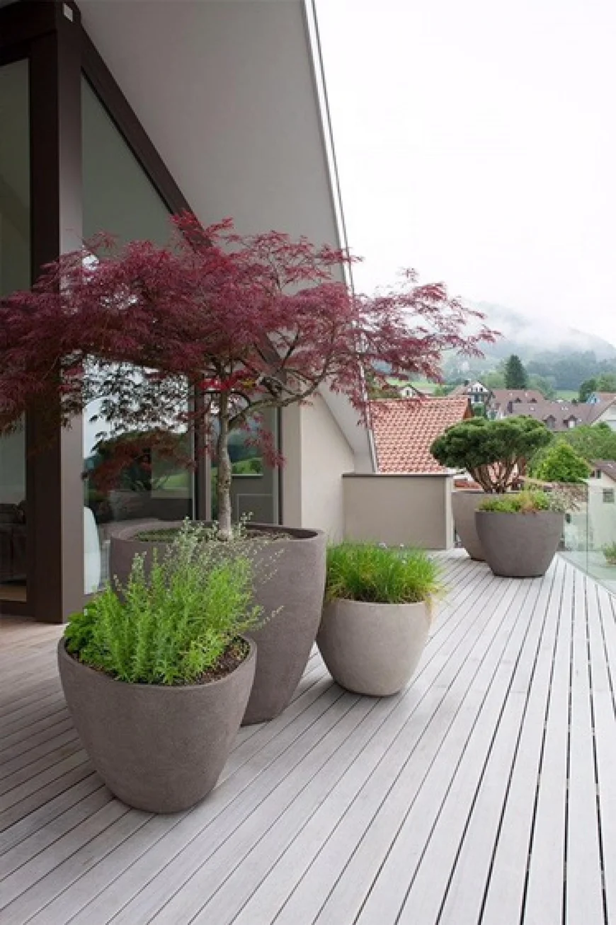 Контейнерные растения для японского сада