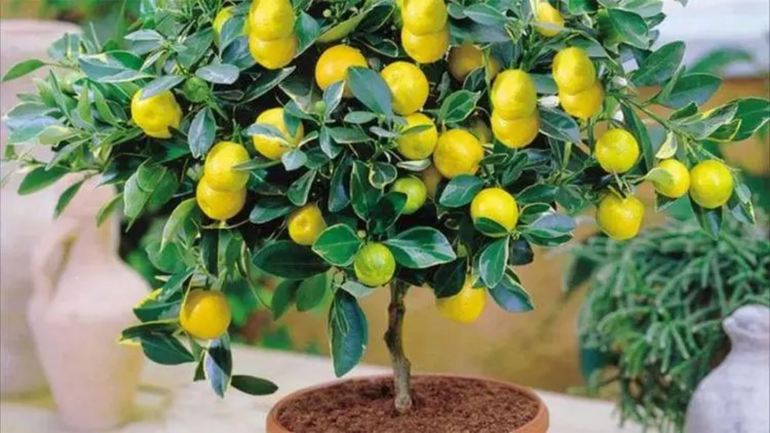 Как правильно высаживать комнатный лимон