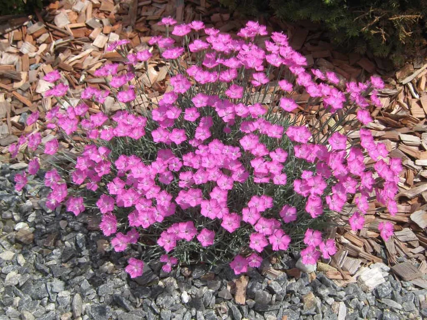 Почвопокровные растения.