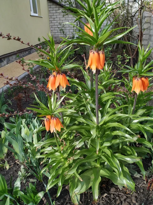 Рябчик императорский. Царская корона