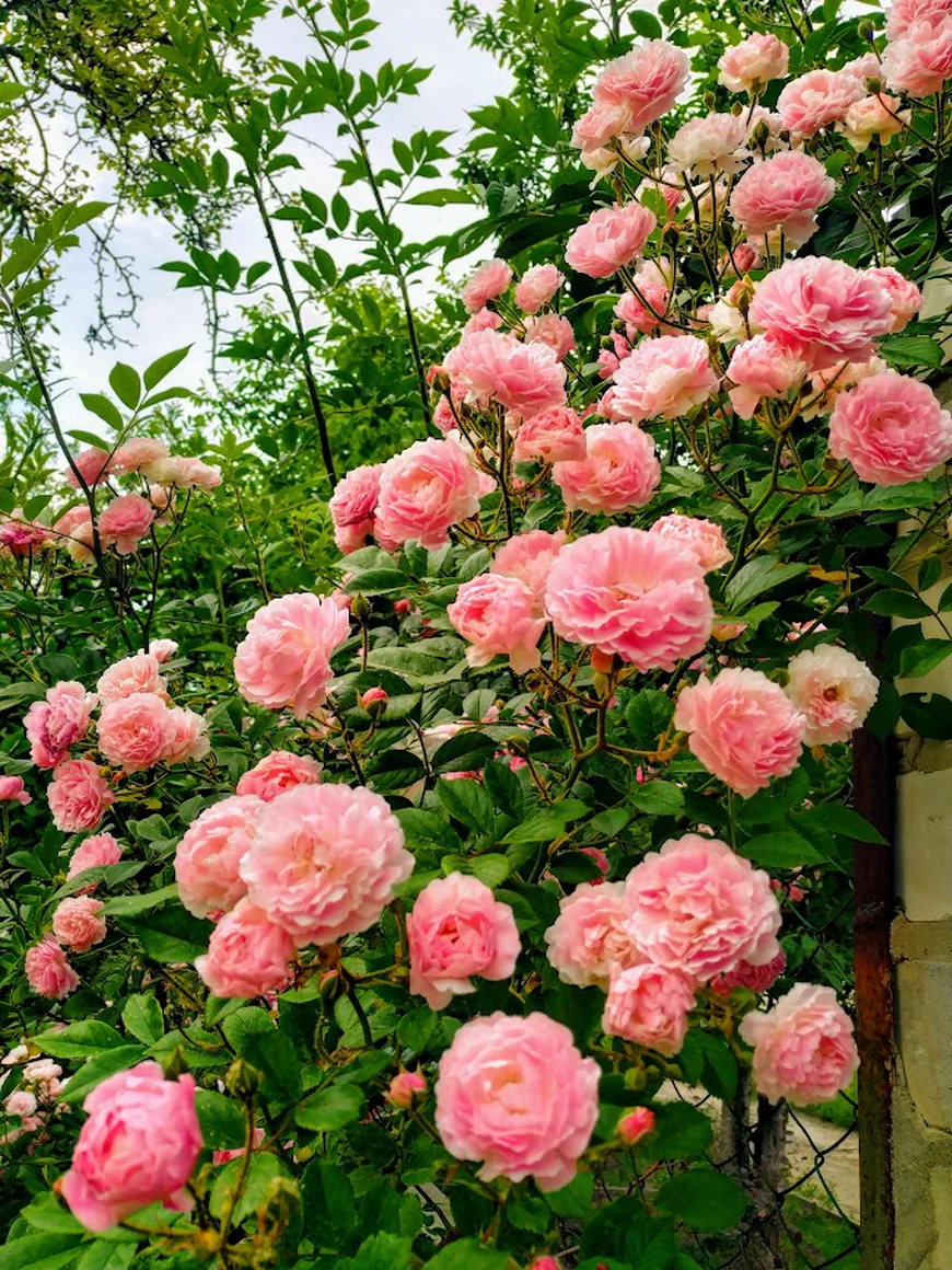 Рожеві троянди для сонячного саду Рожеві троянди для сонячного саду