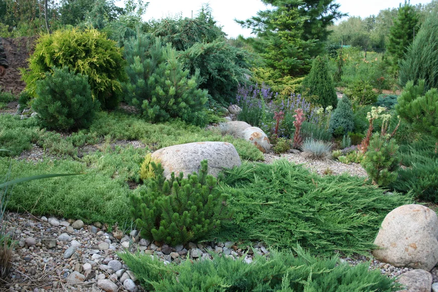 Многообразие хвойников представлено также почвопокровными и стелющимися видами. Это разнообразные можжевельники (например, пластинчатый).