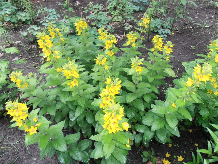 Вербейник точечный