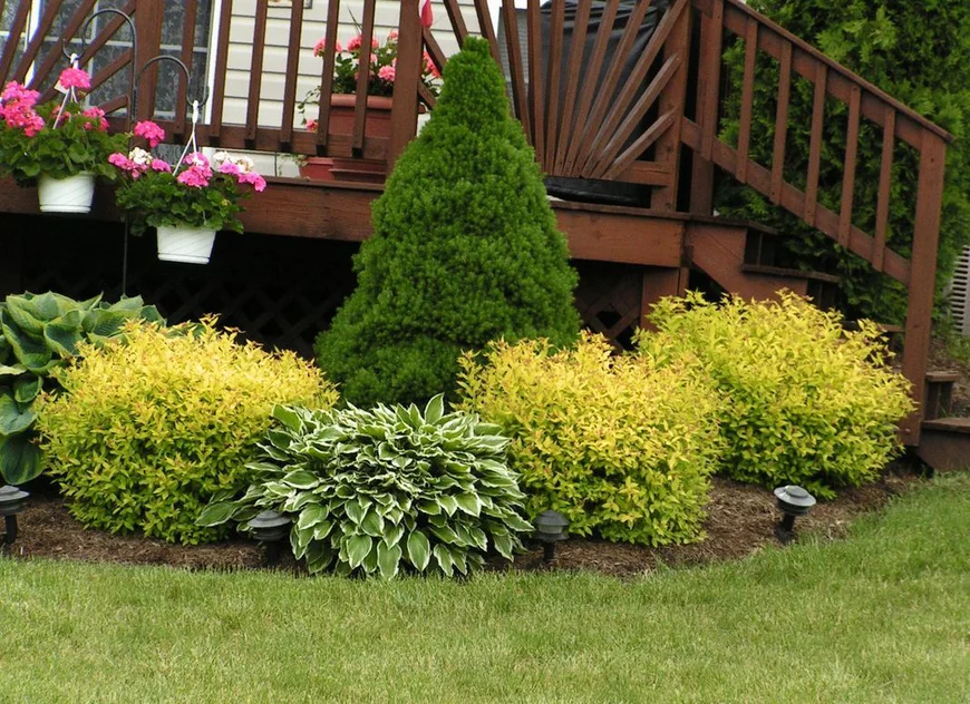 Спирея в ландшафтном дизайне