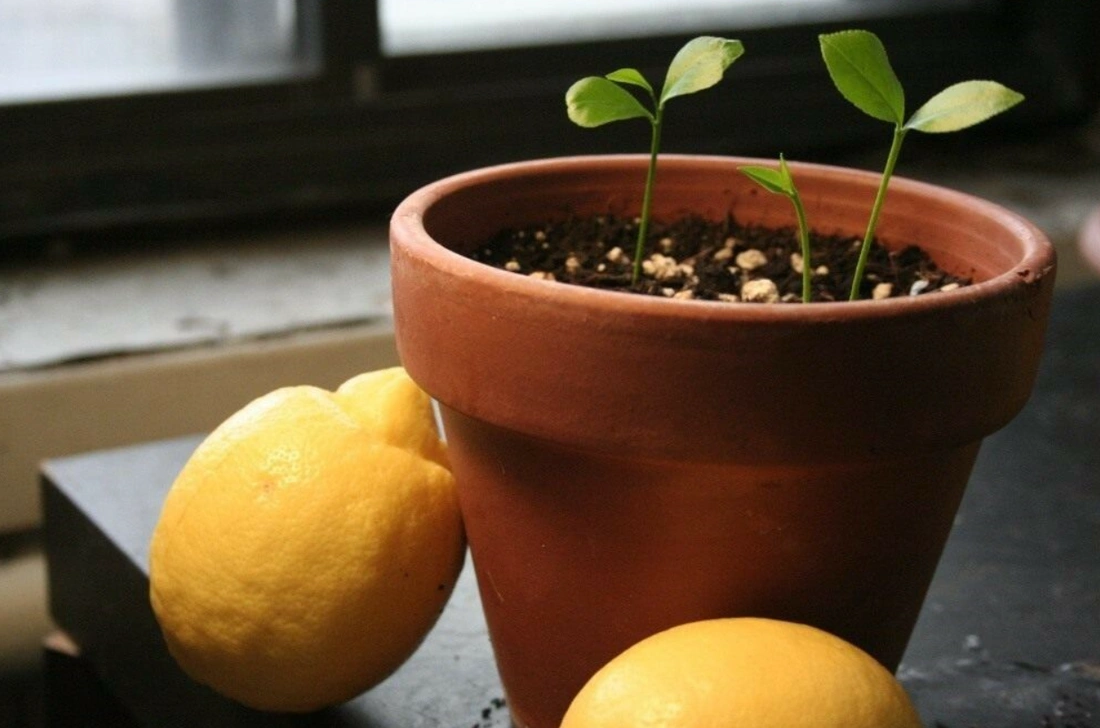 Выращиваем лимона в домашних условиях