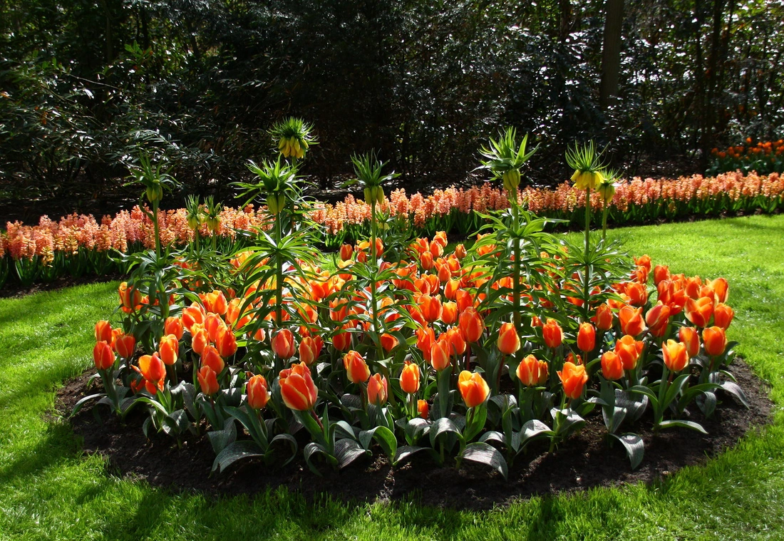 На клумбе высаживайте не только гиацинты, а и другие весенние цветы с разными сроками цветения.