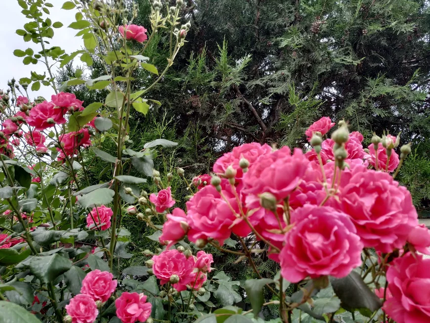 Троянди на сонячних ділянках Троянди на сонячних ділянках