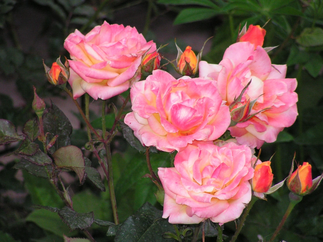 Для роз с многочисленными вьющимися побегами на опорах сделайте дополнительные поперечные перекладины.