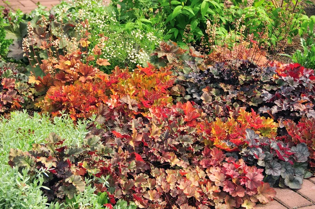 клумба из гейхер