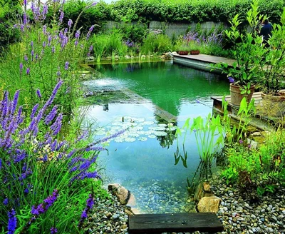 В пруду свободных очертаний обязательно должны быть прибрежные растения, которые скрывали бы его границы.