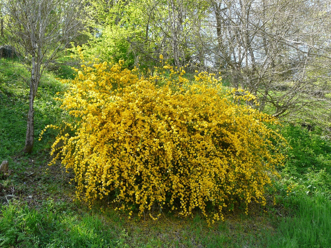  "Рleniflora" с густомахровыми цветками на 2-х метровых ветвях.