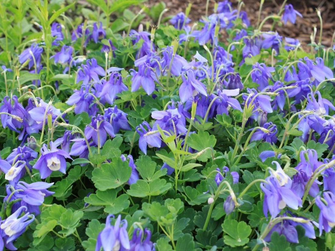 Аквілегія альпійська (Aquilegia alpina)