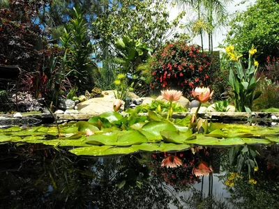 Высадив в прибрежной зоне растения с буйной свежей зеленью, вы преобразите любой скучный пейзаж.Микроклимат болотца позволит выращивать виды растений, которые нуждаются во влаге и влажном воздухе.