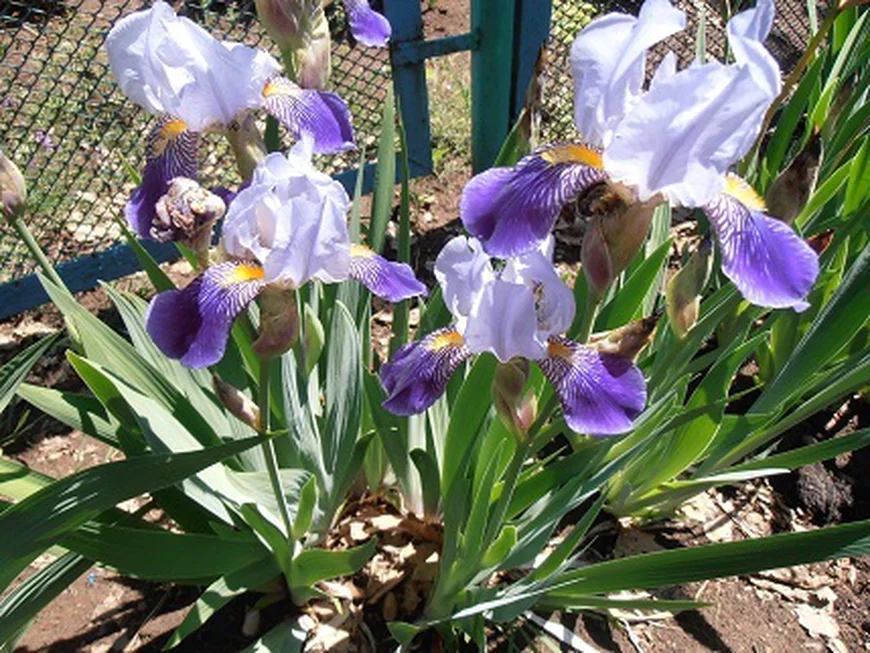 Бородатые ирисы
