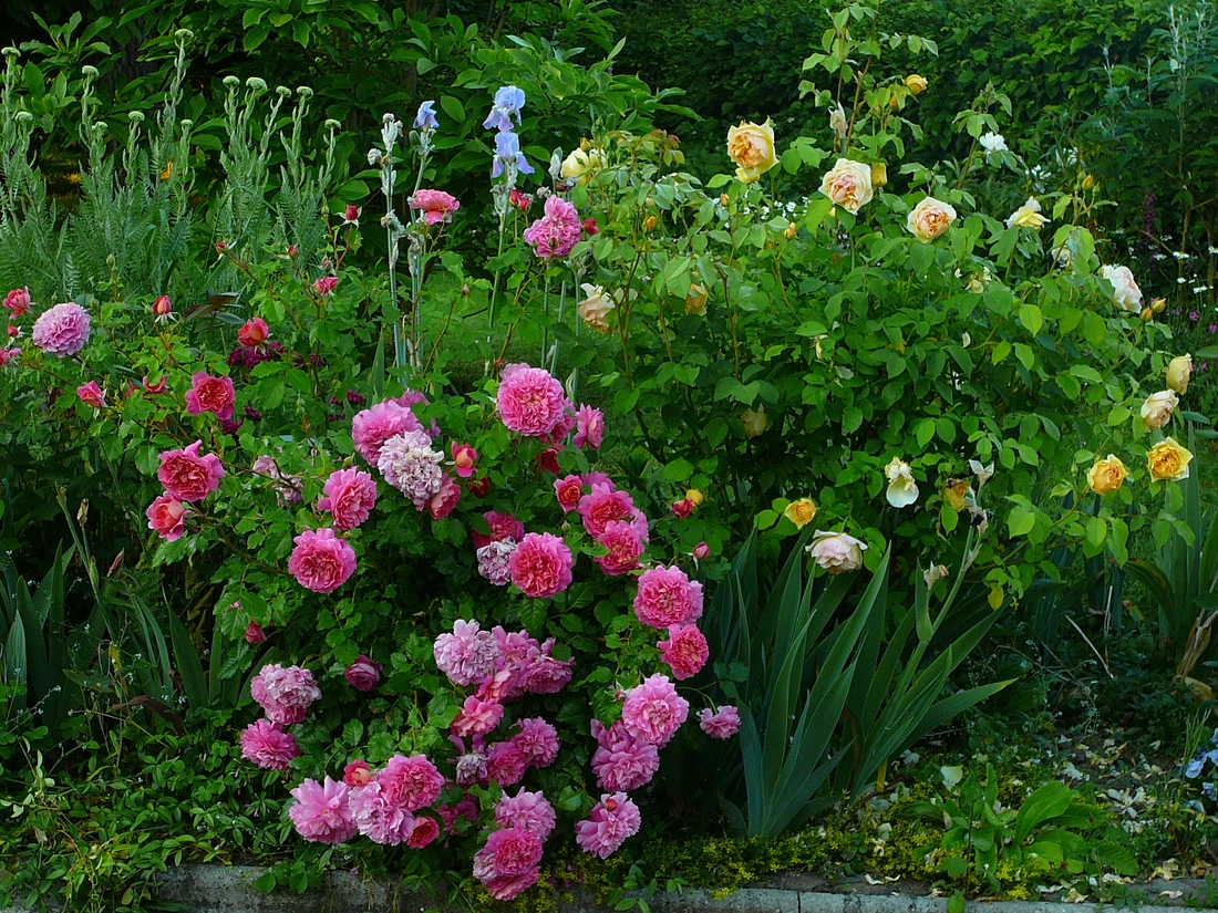 GRAHAM THOMAS  English Rose - bred by David Austin Shrub Rose