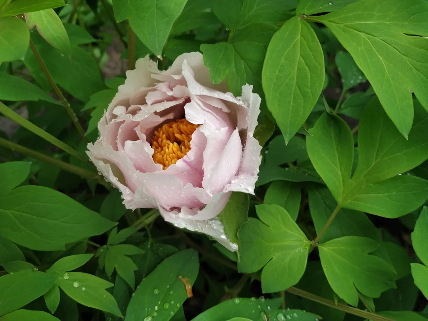 Древовидный пион