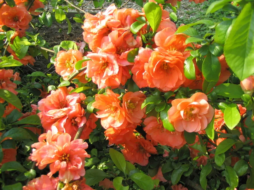 Айва японская(хеномелес)