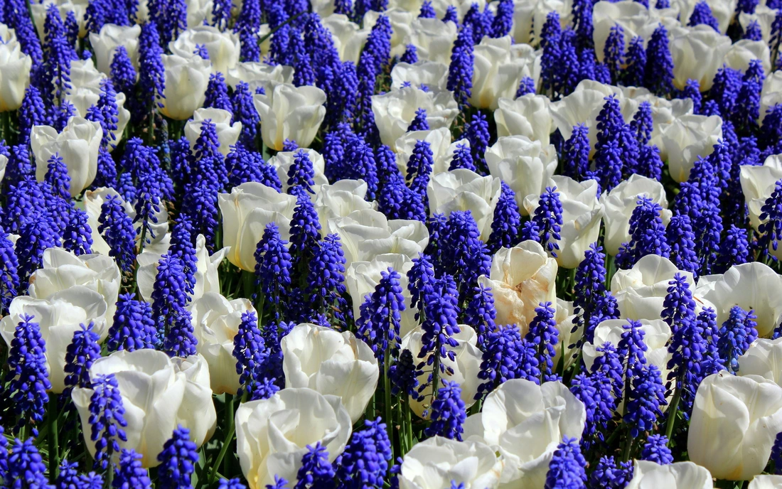 В смешанной посадке, где объединены синие гиацинты и белоснежные тюльпаны. 