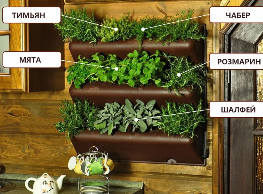 Грядка пряных трав Грядка пряных трав