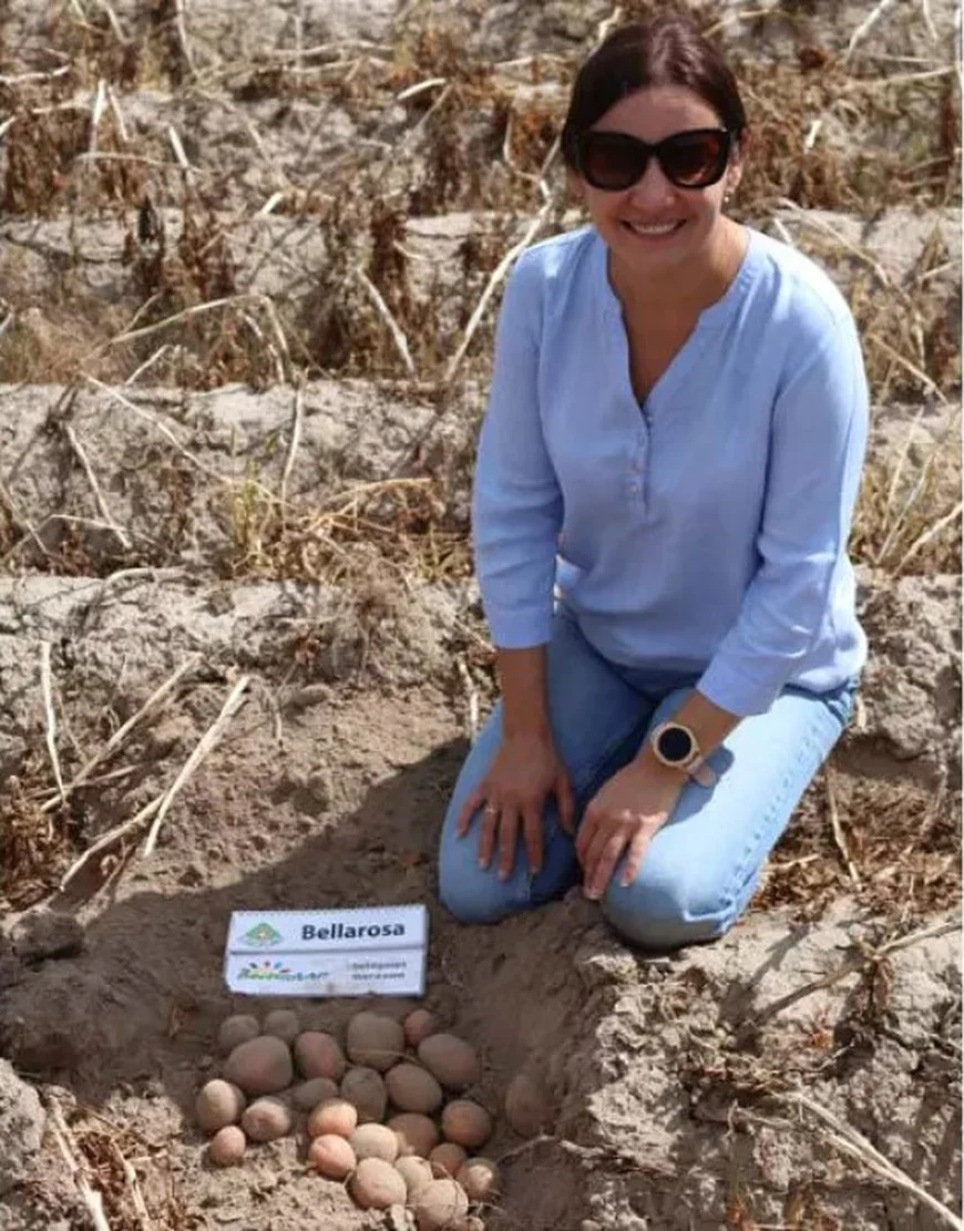 Главные особенности посадки картофеля