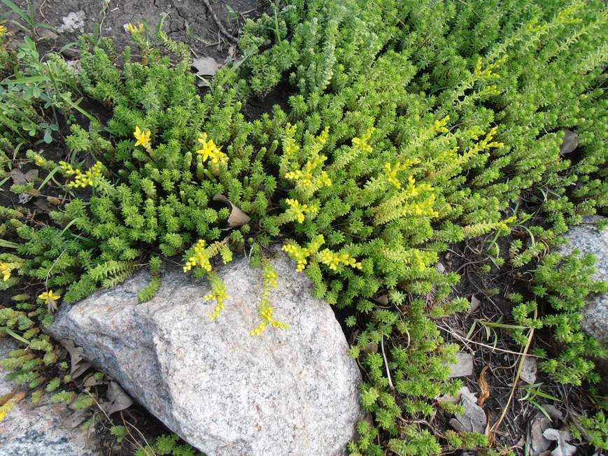 Седум едкий - почвопокровное растение.