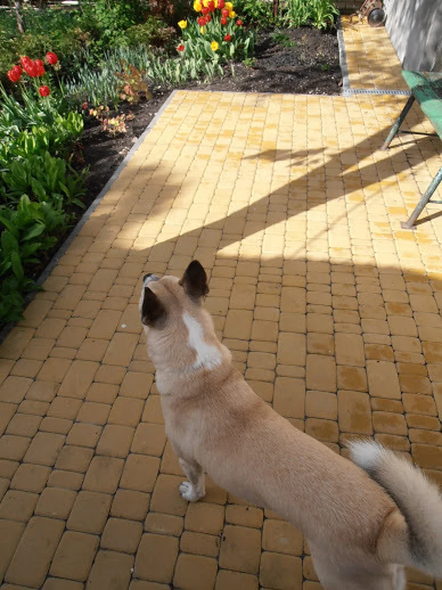 Патио за домом Патио за домом