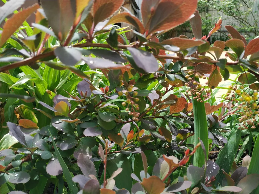 Барбарис оттавский суперба