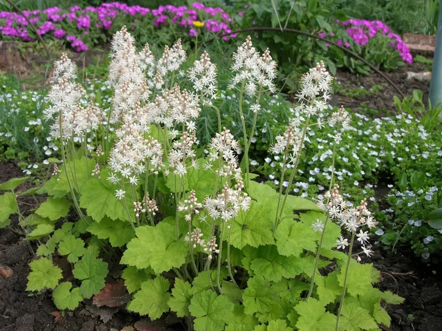 Тиарелла (Tiarella)