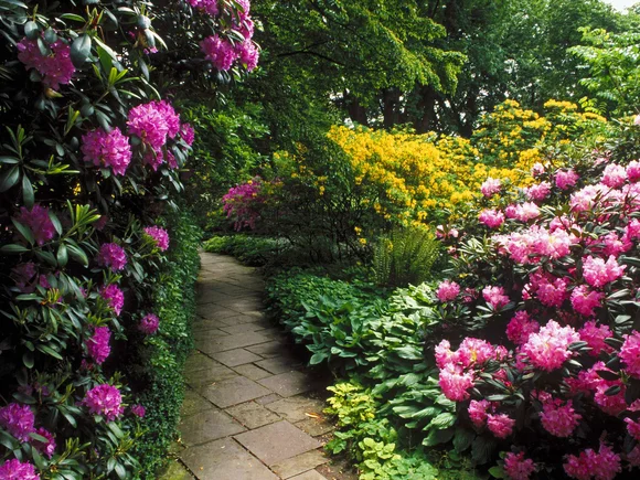 Свободно растущая живая изгородь не нуждается в регулярном подрезании. Раз в несколько лет требуется провести прореживание кроны, удалить старые и поврежденные побеги.