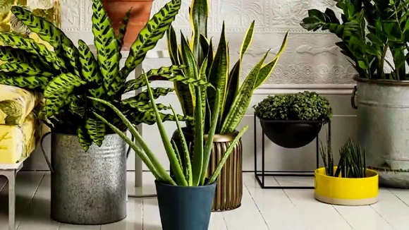 5 найпоширеніших кімнатних рослин, що можуть бути небезпечними