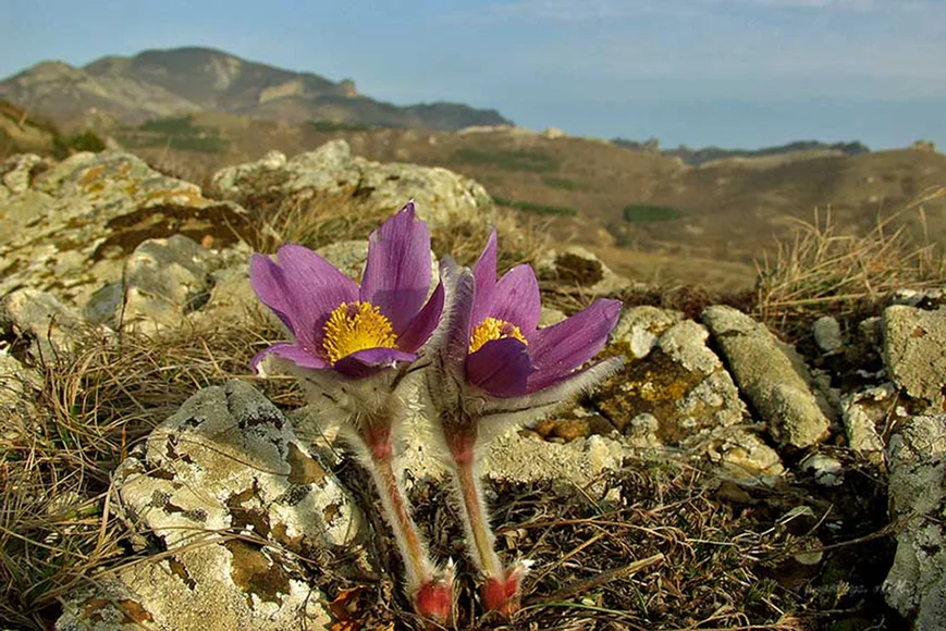 “Карманы” между камнями заполняем подготовленным субстратом. Высаживаем подобранные заранее растения.