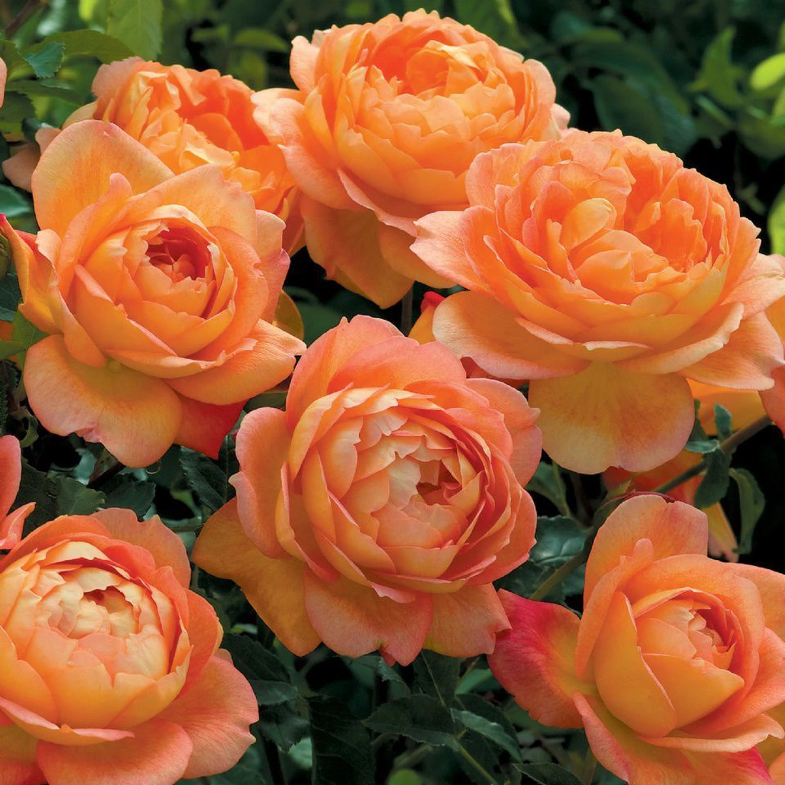 LADY OF SHALOTT. English Rose - bred by David Austin. Shrub Rose