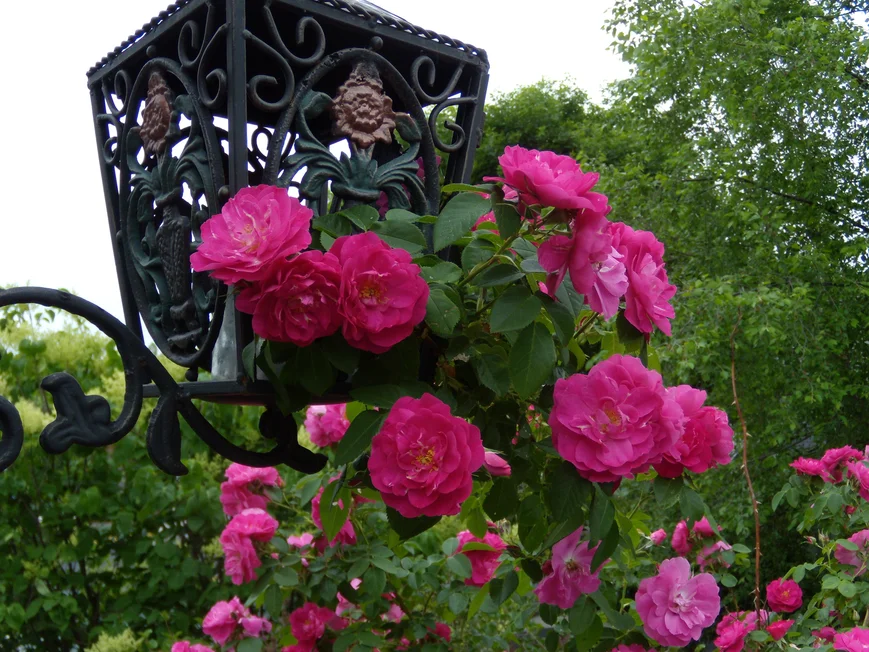 Плетистая роза и кованые объекты-изысканно!