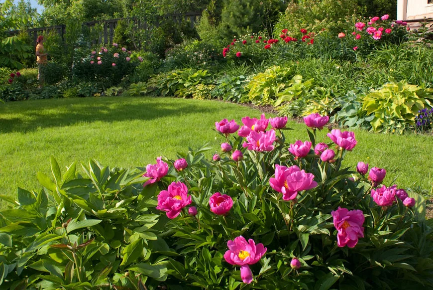 Пионы светолюбивы. Выбирайте для посадки открытое местечко вдали от стен зданий.