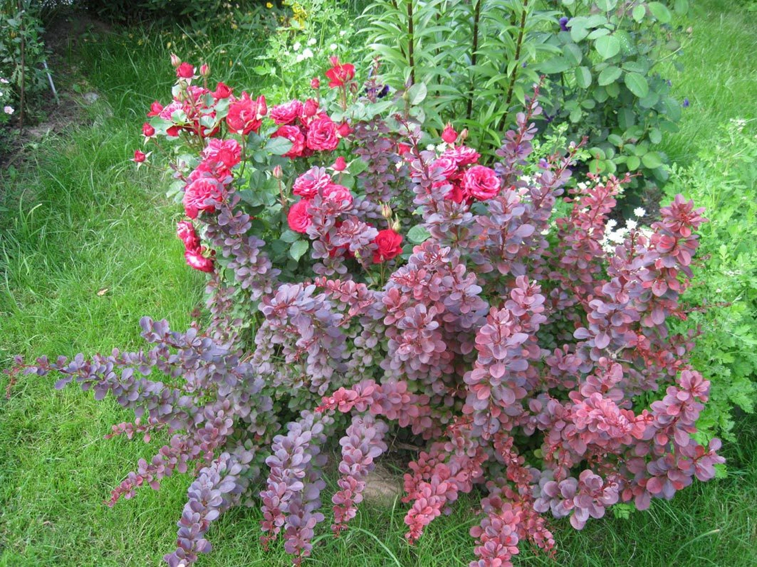  Выбирайте  растения  для фона, соответствующие нужному цветовому оттенку роз разных сортов.