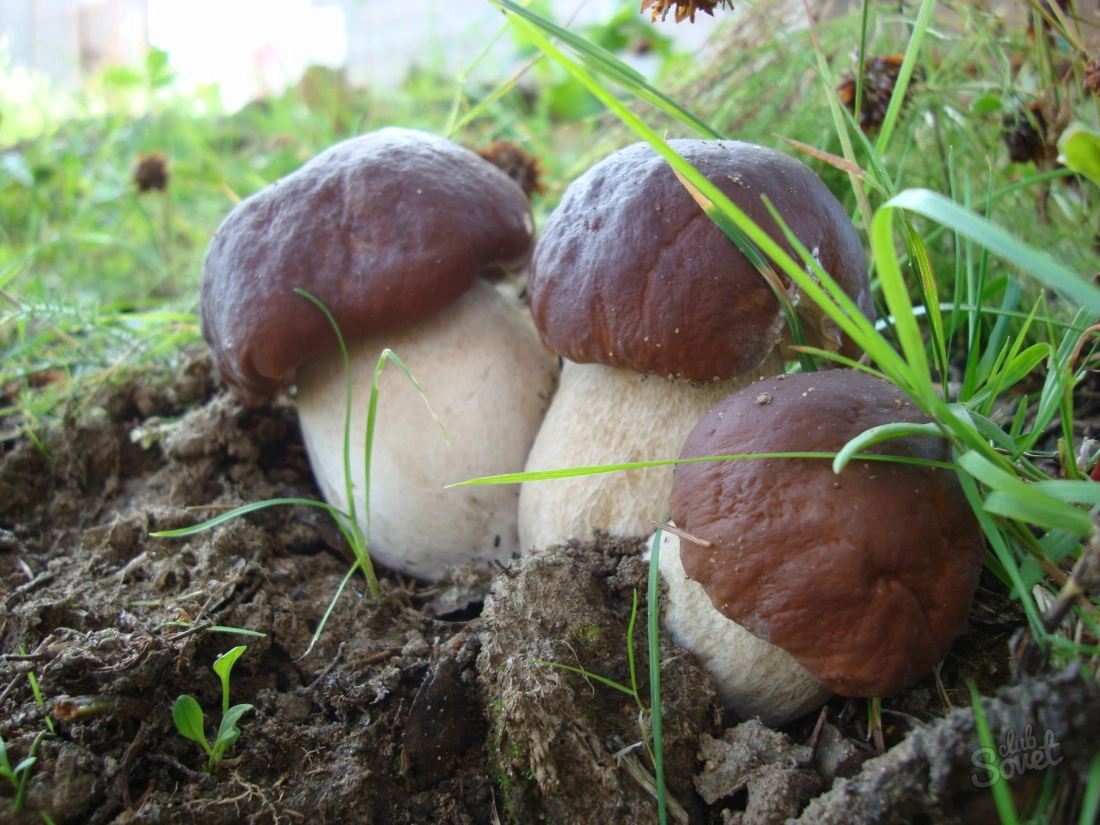 Выращиваем грибы на даче