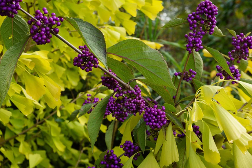 Красивоплодник