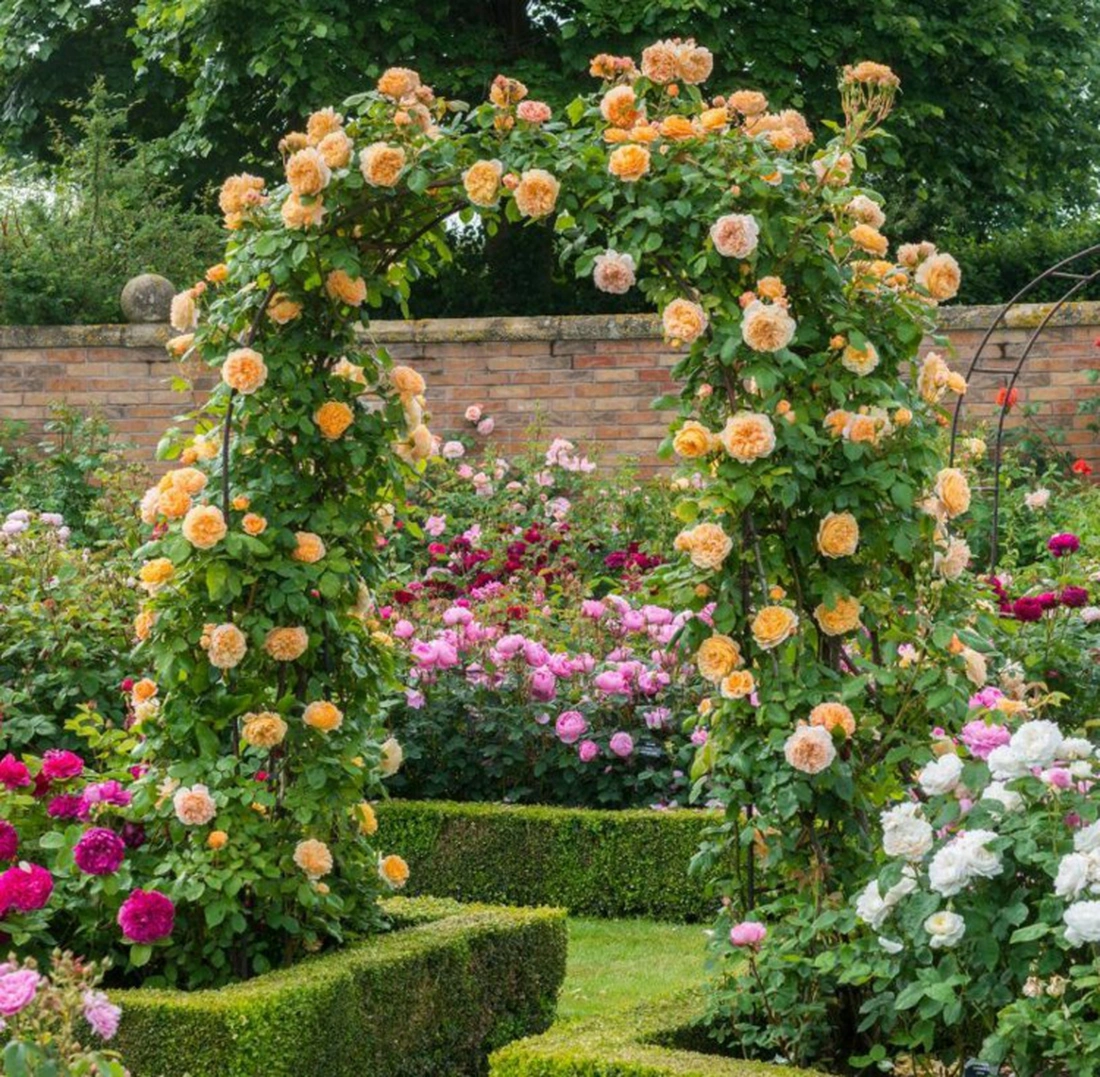 Для создания композиции непрерывного цветения, необходимо подбирать плетистые розы с разными сроками и продолжительностью цветения, гармонирующие по окраске.