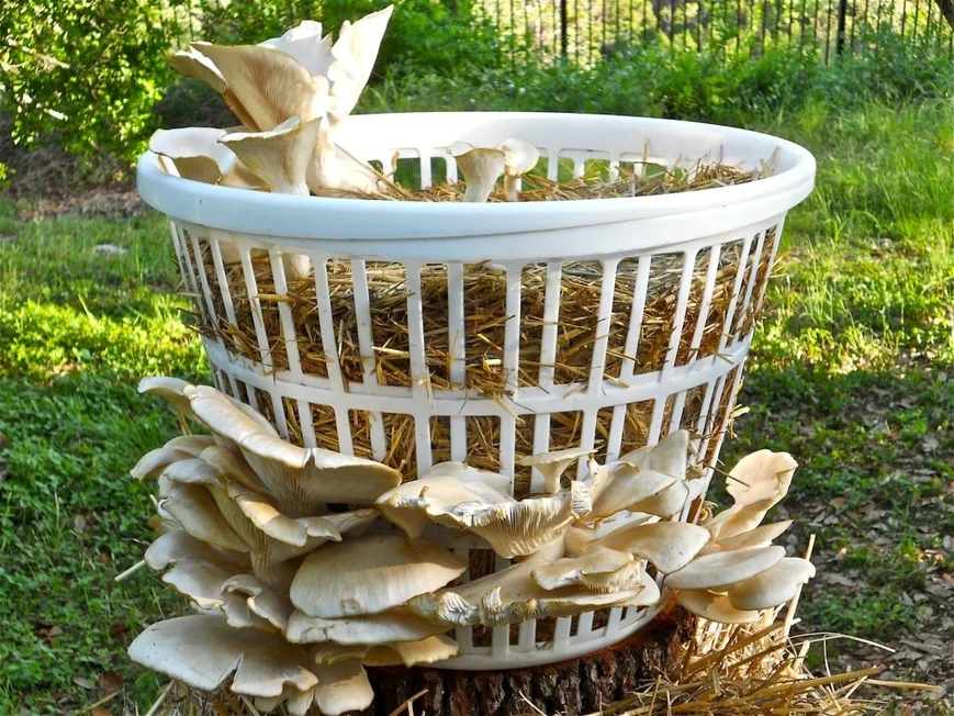 Выращиваем грибы на даче. Вешенка