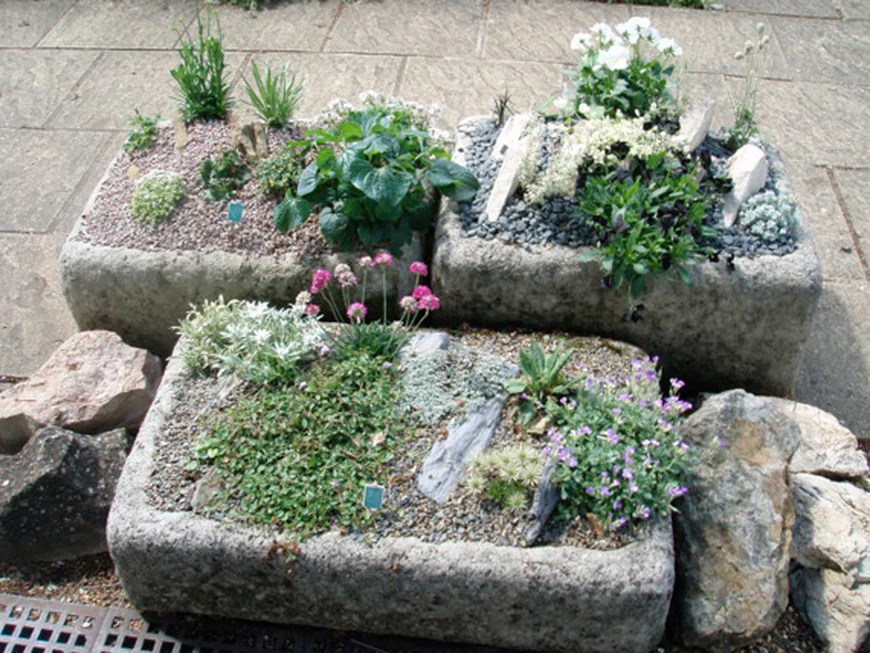  На маленьких участках многие создают мини-рокарий. Его устраивают в специальных емкостях.