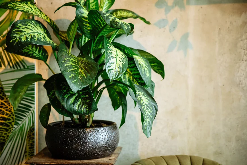 Дифенбахія (Dieffenbachia) Дифенбахія (Dieffenbachia)