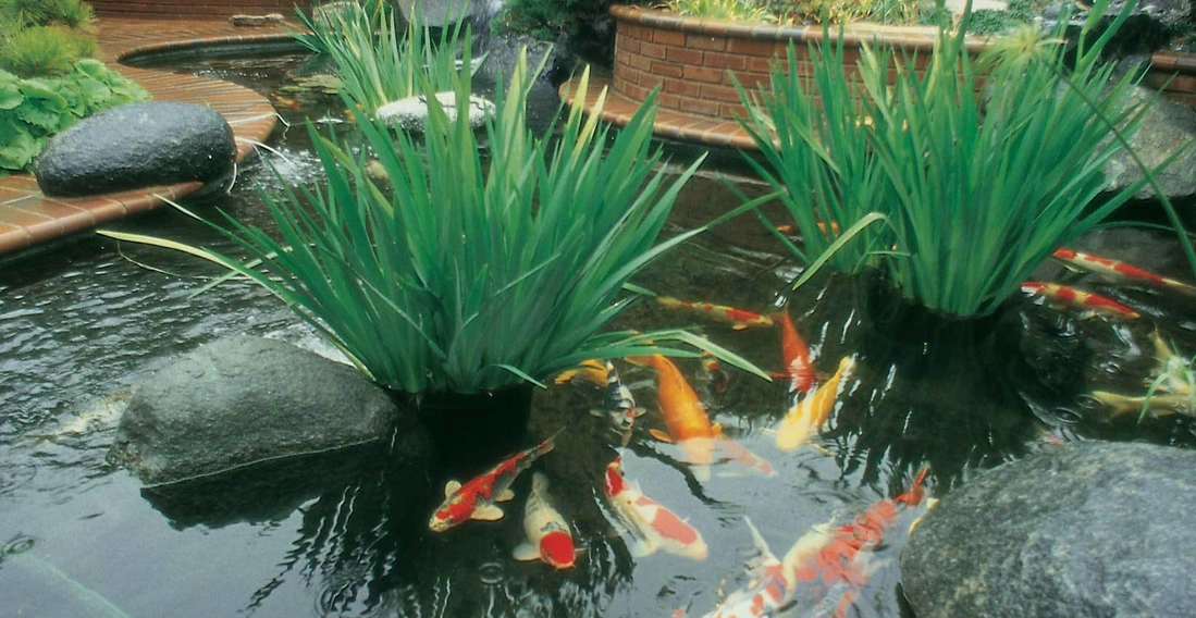 Если вы хотите любоваться водоемом и проводить время возле пруда, общаясь с его обитателями, вам подойдет декоративная прудовая рыба – золотые рыбки, карп Кои или цветные караси.