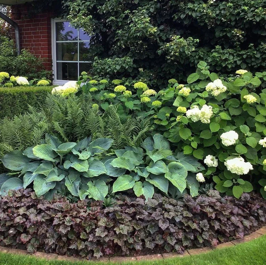 Хоста в саду Хоста в саду