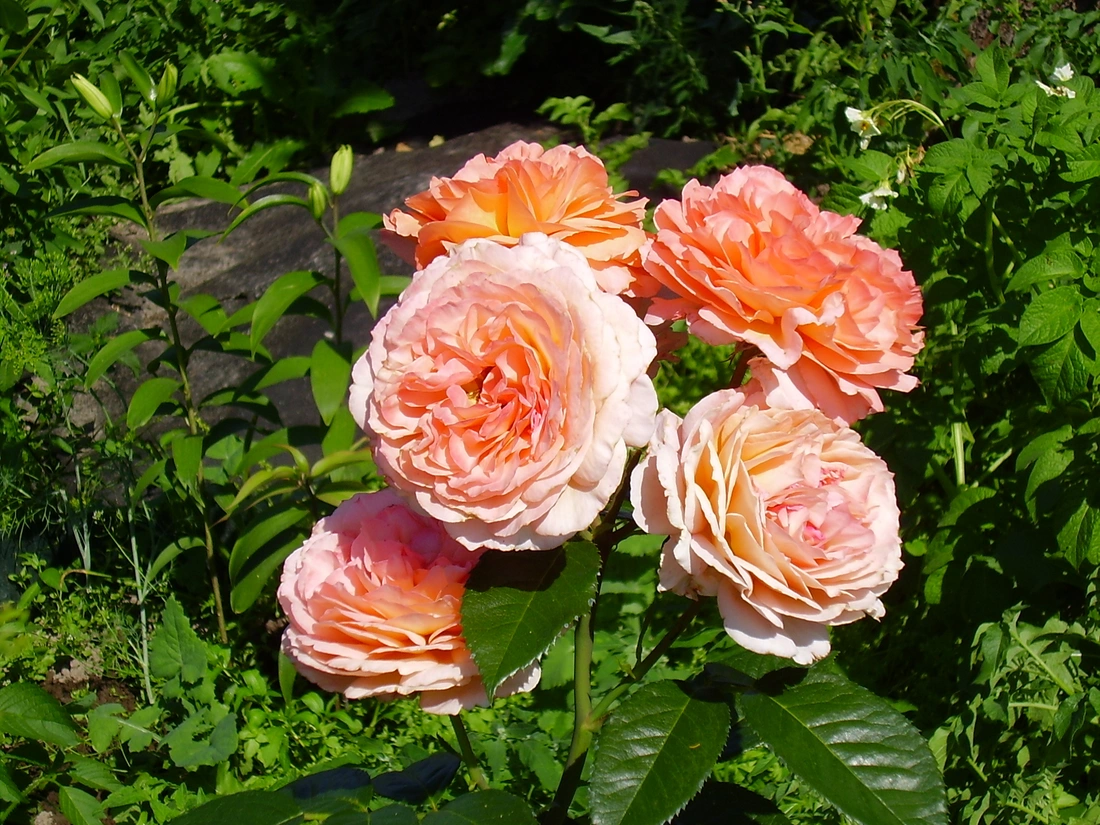 Розы с крупными цветами отлично смотрятся в стиле барокко.