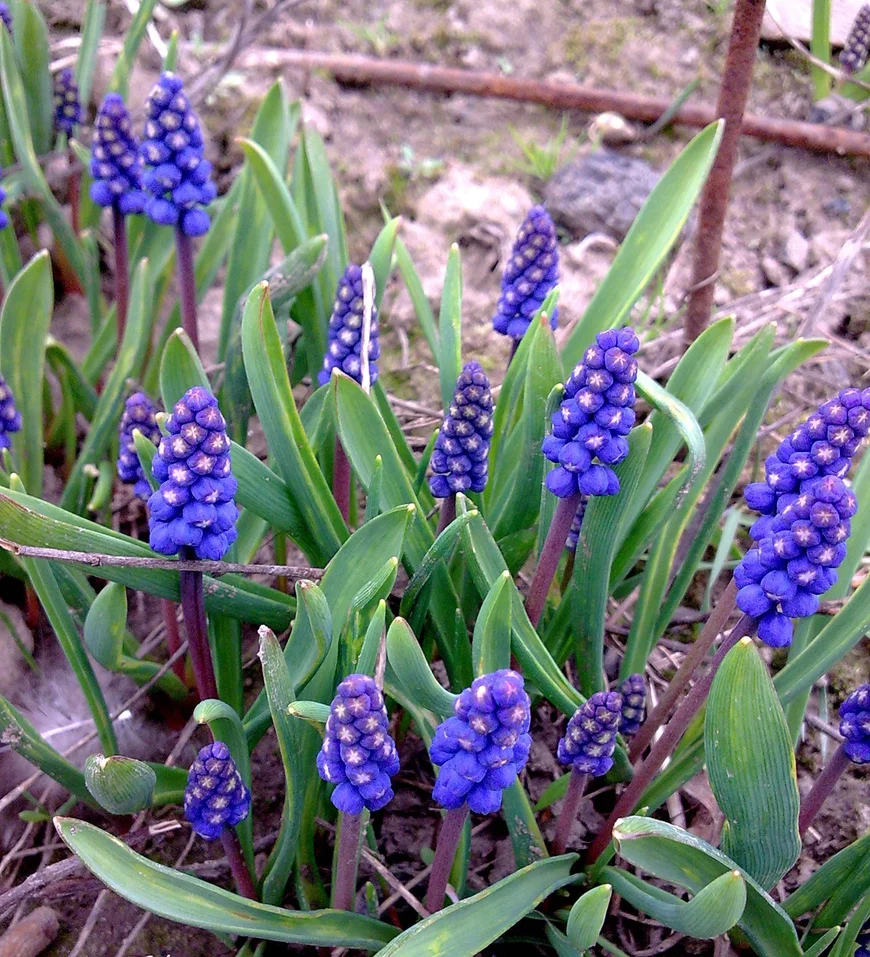 Мускари - латинское название дано за запах цветков, напоминающий запах мускуса. 