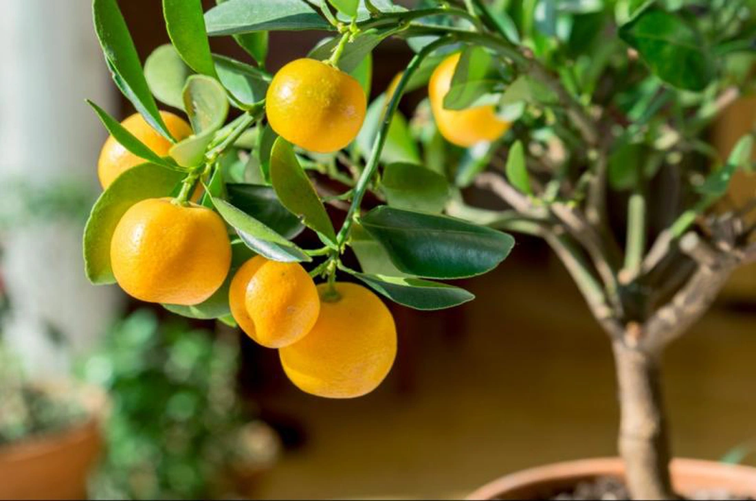 Как вырастить лимонное дерево дома