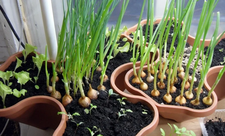 Мини-огород на балконе: как вырастить овощи и зелень