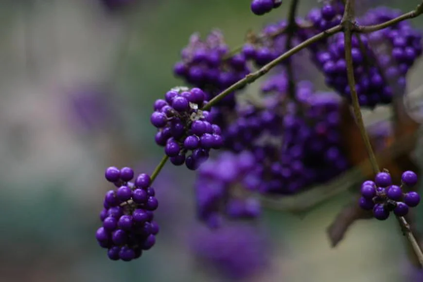 Красивоплодник