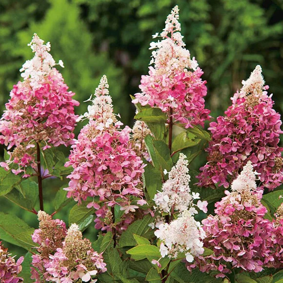 Гортензия метельчатая ‘Pinky Winky’, Hydrangea paniculata ‘Pinky Winky’