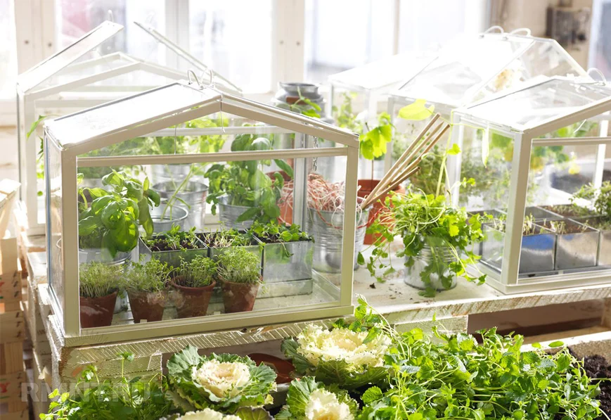 Парники в квартире Парники в квартире